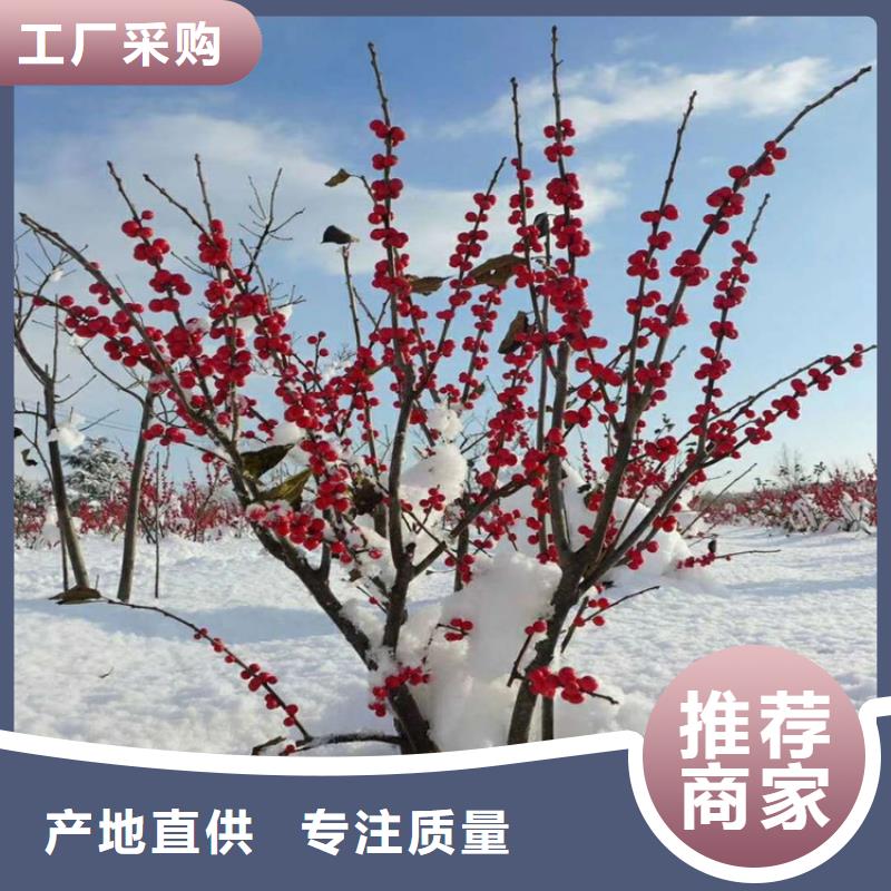 北美冬青_櫻桃苗廠家實力大
