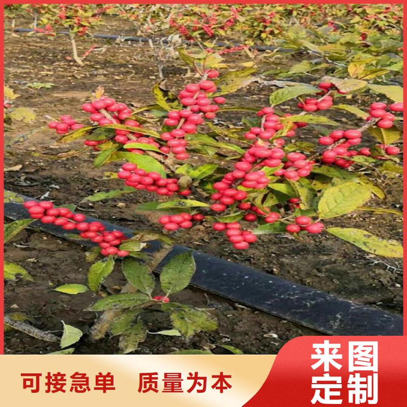北美冬青_樱桃苗厂家实力大