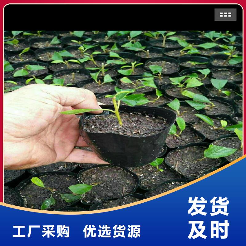 北美冬青_樱桃苗源厂供货