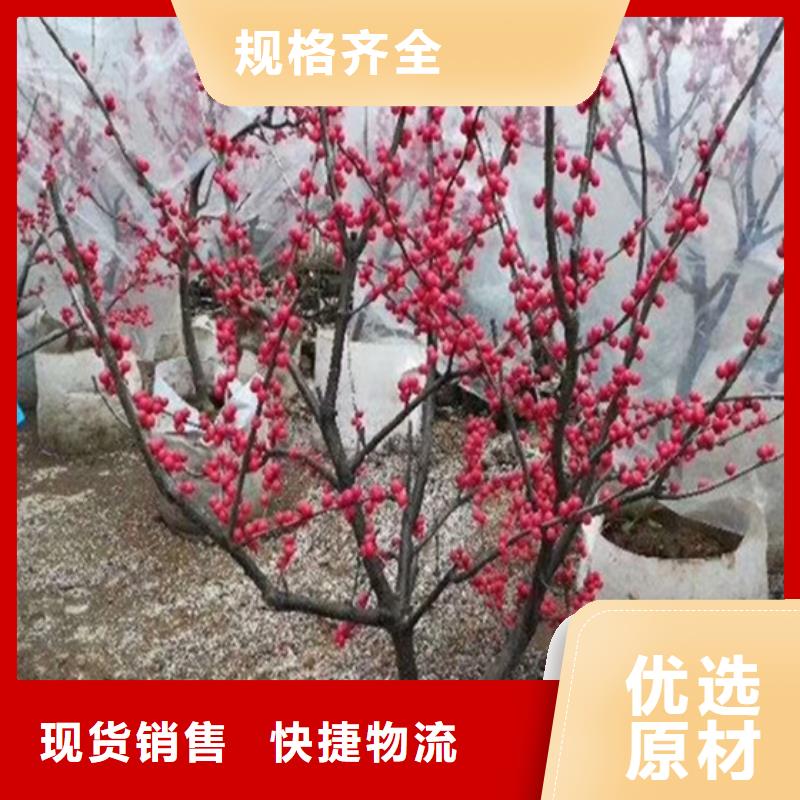【北美冬青】_樱桃苗值得信赖同城品牌