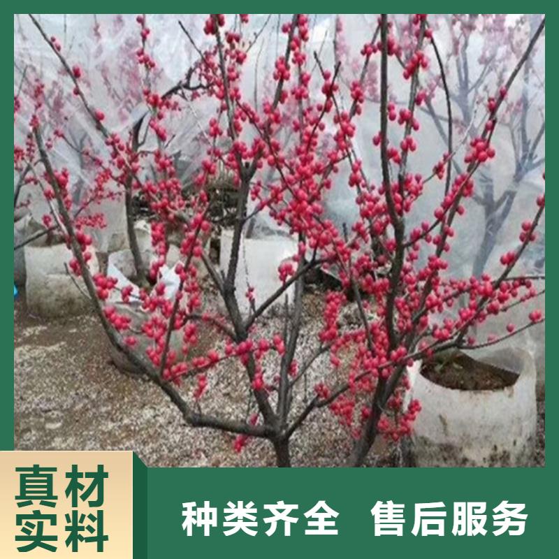 北美冬青西瓜番石榴苗實體誠信經(jīng)營