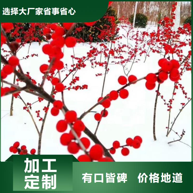 梨树苗-视频-甘肃省武威市轩园梨树苗可服务区域民勤|凉州|白银|庆阳|金昌|定西|兰州|嘉峪关|陇南等