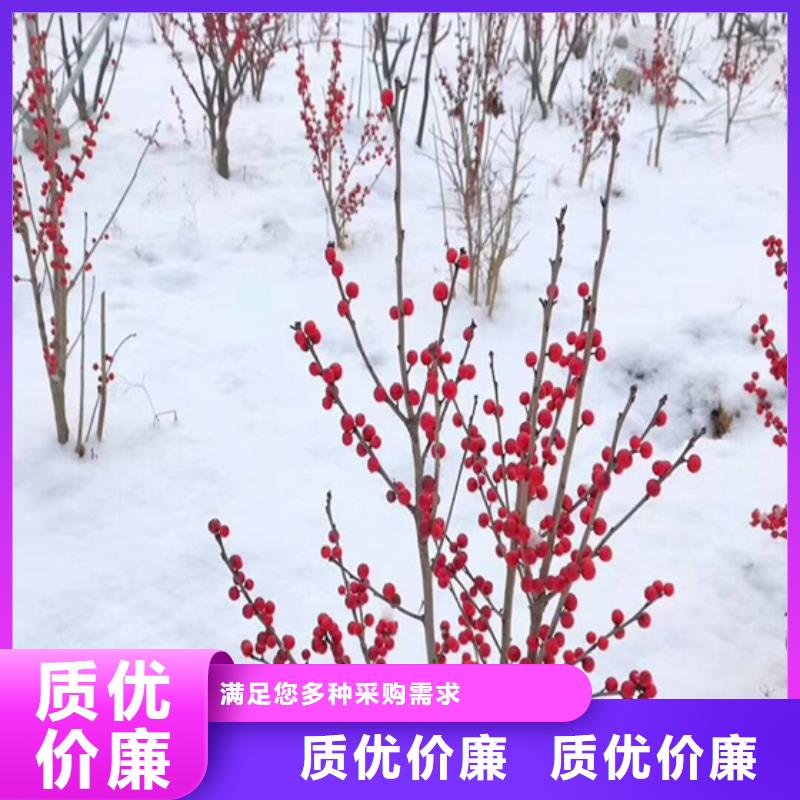 梨树苗-视频-甘肃省武威市轩园梨树苗可服务区域民勤|凉州|白银|庆阳|金昌|定西|兰州|嘉峪关|陇南等
