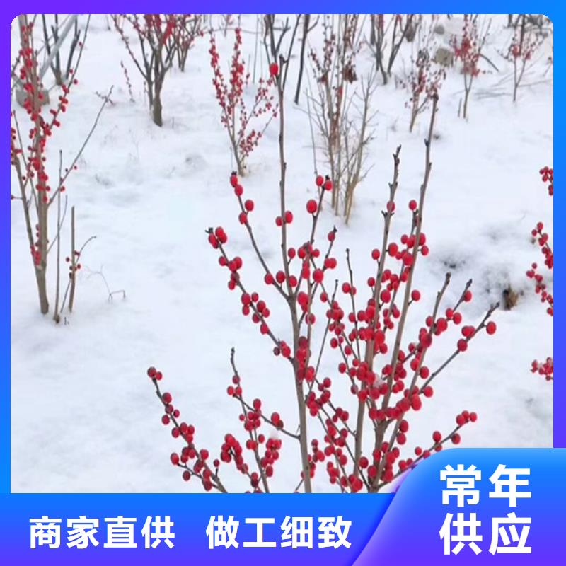 【北美冬青】_樱桃苗值得信赖种类齐全