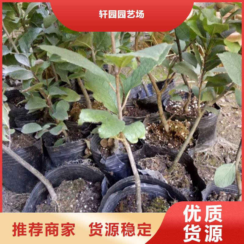 轩园梨树苗【 北美冬青_苹果苗价格透明】企业旺旺