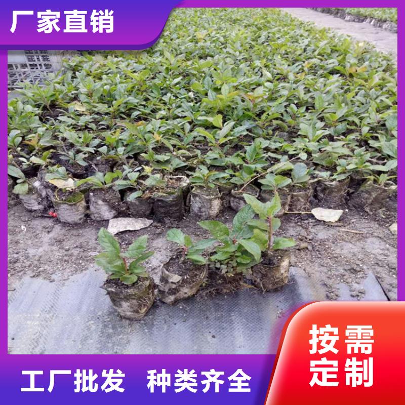 轩园【北美冬青】_苹果苗用心做品质-企业旺旺