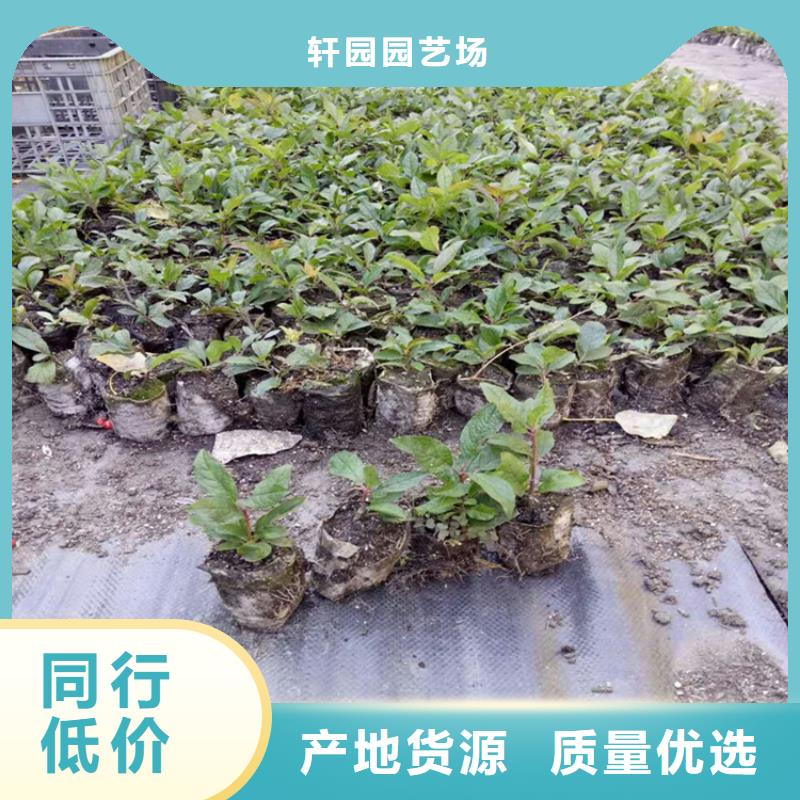 【北美冬青】_樱桃苗值得信赖同城品牌