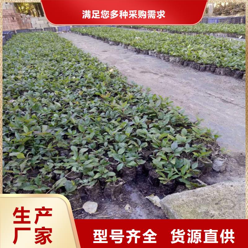 【北美冬青】_苹果苗用心做品质覆盖范围含|古浪|凉州|平凉|临夏|张掖|白银