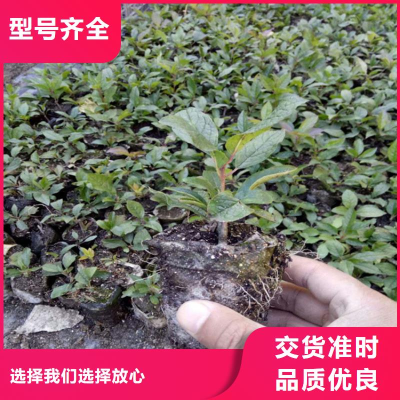 【北美冬青】苹果苗实力工厂