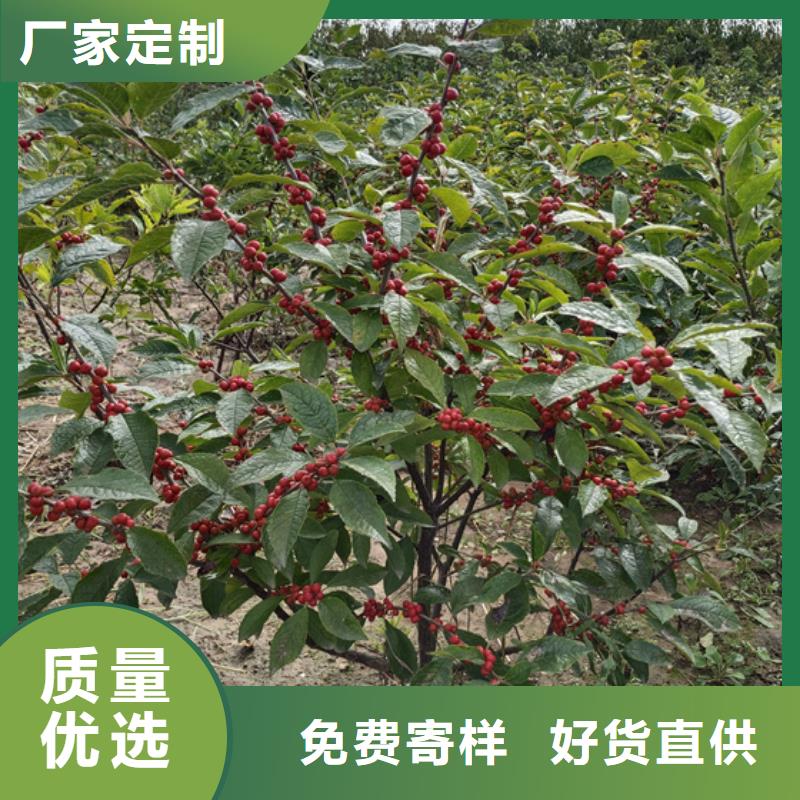 【北美冬青】樱桃苗来图定制量大从优