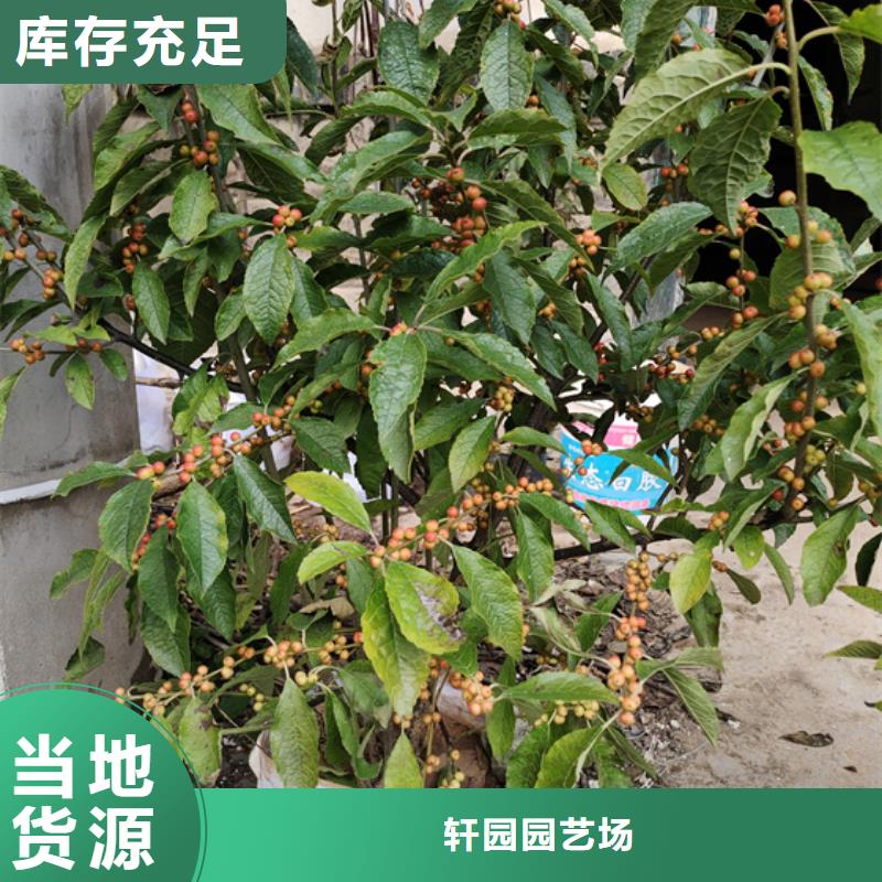 北美冬青_樱桃苗源厂供货