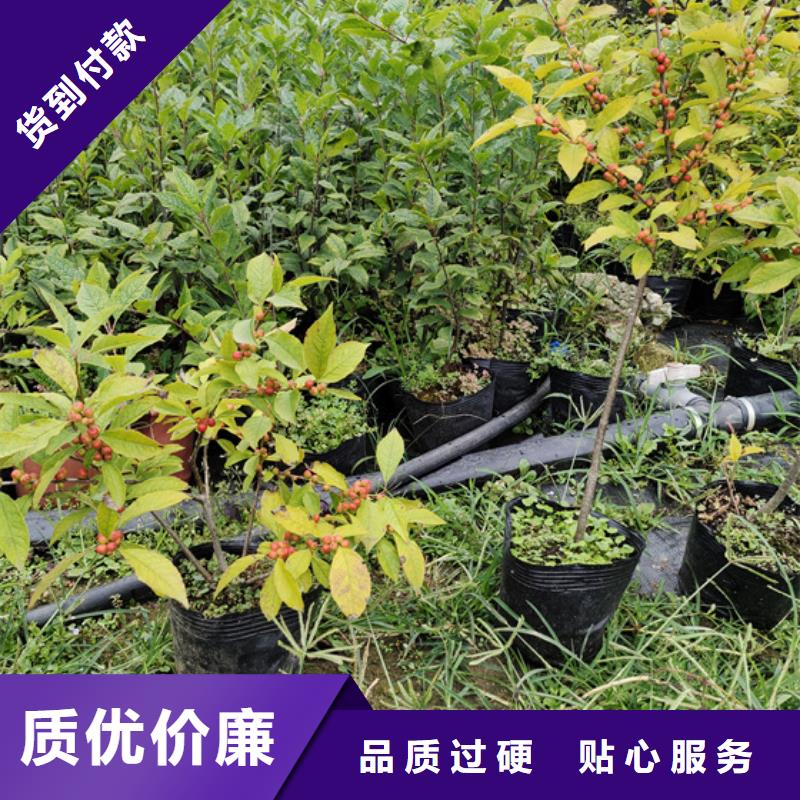 北美冬青_蓝莓苗实力商家供货稳定