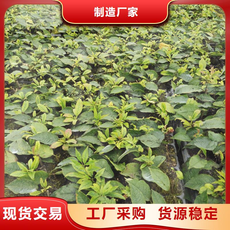 北美冬青_樱桃苗源厂供货
