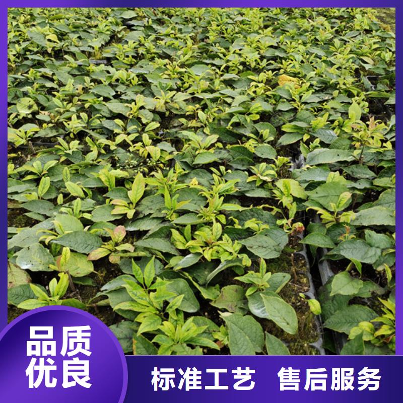【北美冬青】_樱桃苗值得信赖同城品牌