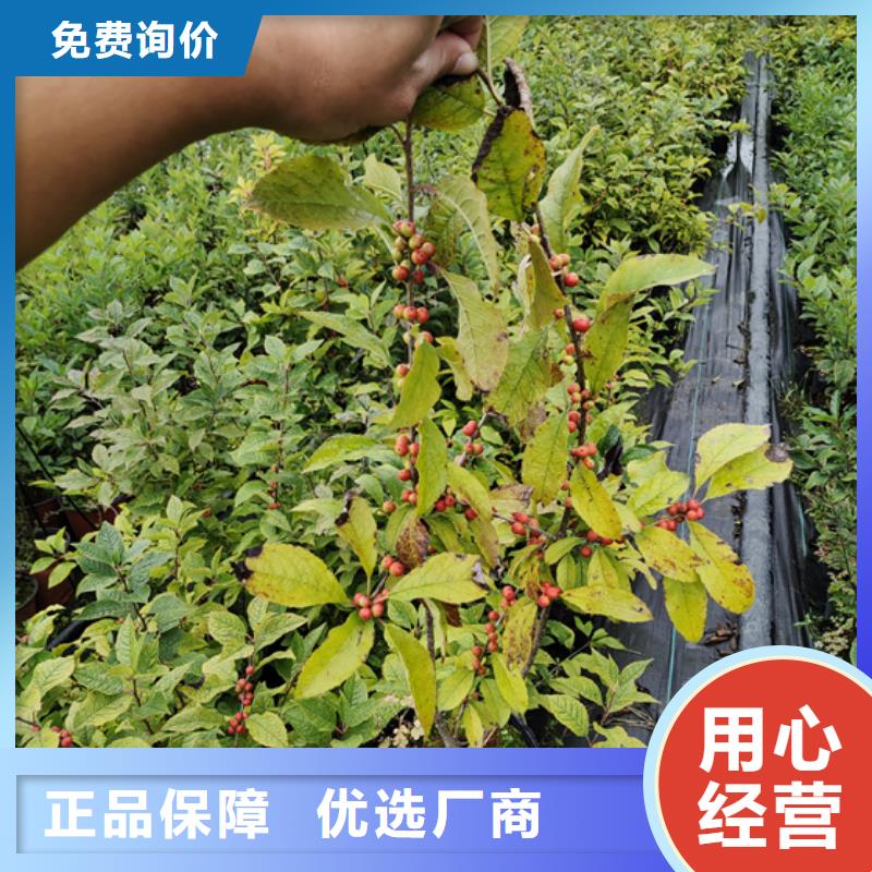 梨树苗-视频-甘肃省武威市轩园梨树苗可服务区域民勤|凉州|白银|庆阳|金昌|定西|兰州|嘉峪关|陇南等
