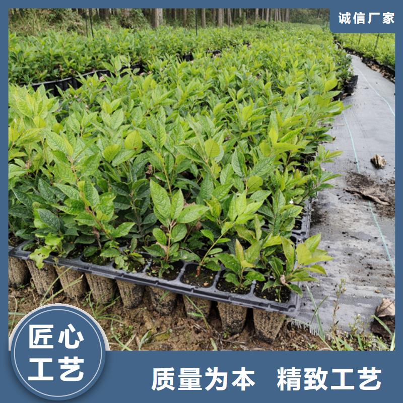 梨树苗-视频-临夏市梨树苗-轩园园艺场(临夏市分公司)服务区域永靖|广河|陇南|武威|张掖|定西|甘南|酒泉