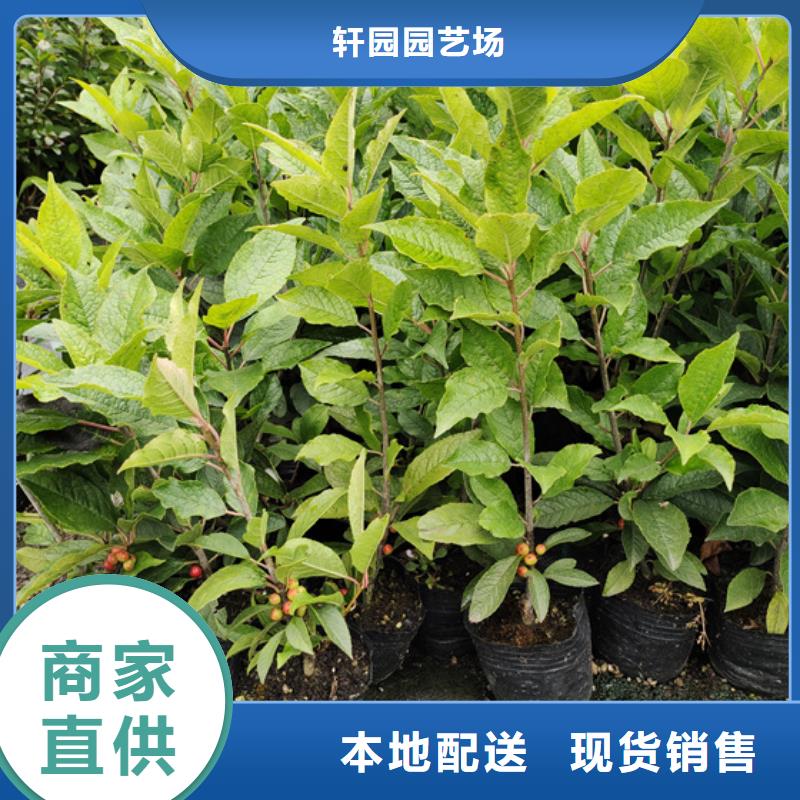 北美冬青桃树苗工厂直供