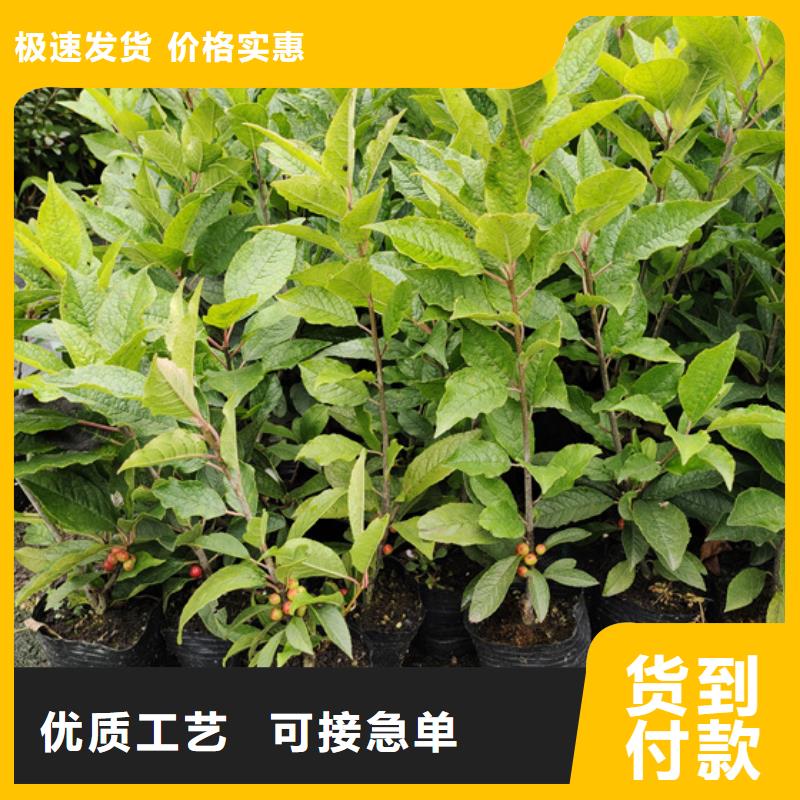 北美冬青_樱桃苗源厂供货