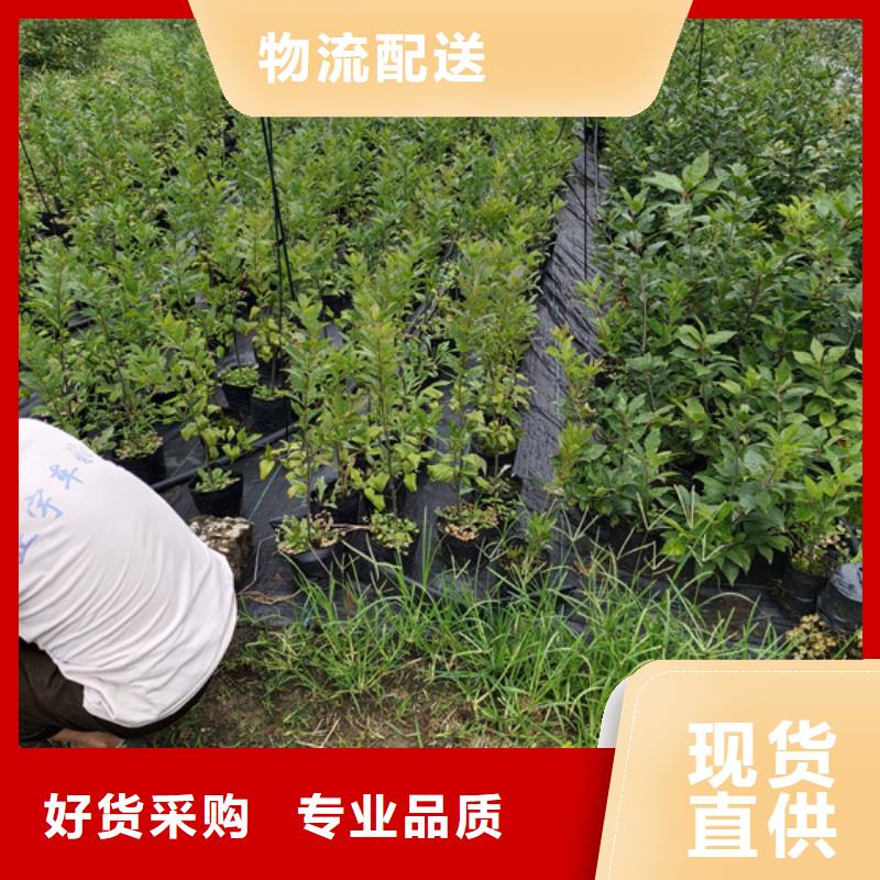 北美冬青梨樹苗免費(fèi)寄樣