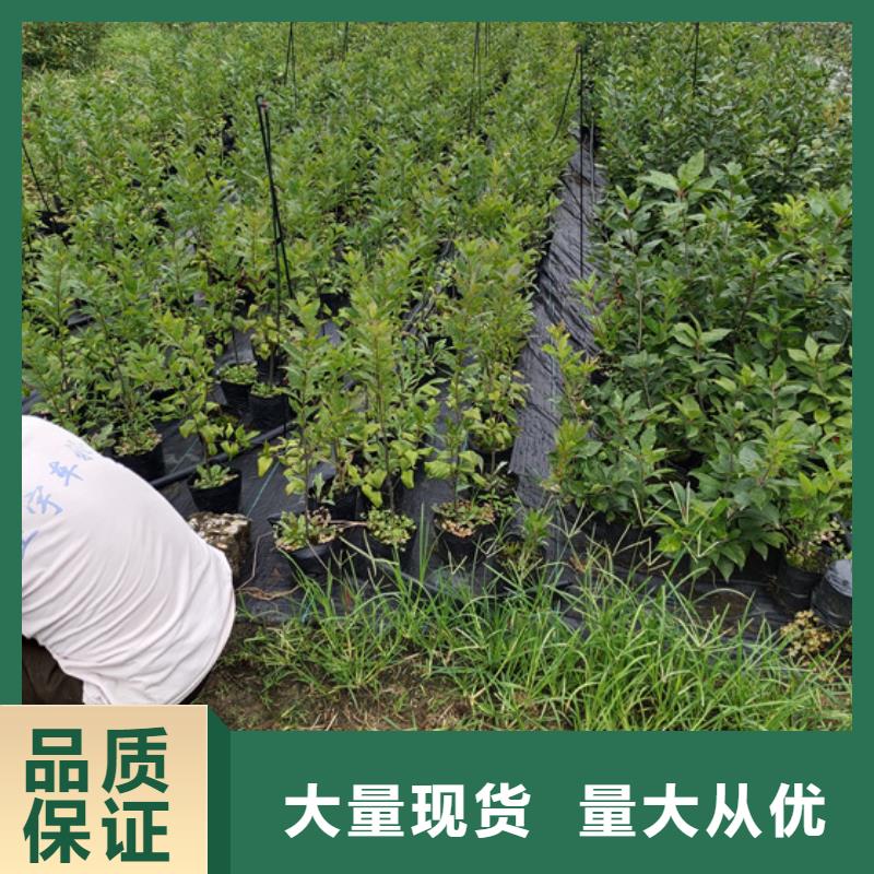 【北美冬青】_苹果苗用心做品质覆盖范围含|古浪|凉州|平凉|临夏|张掖|白银