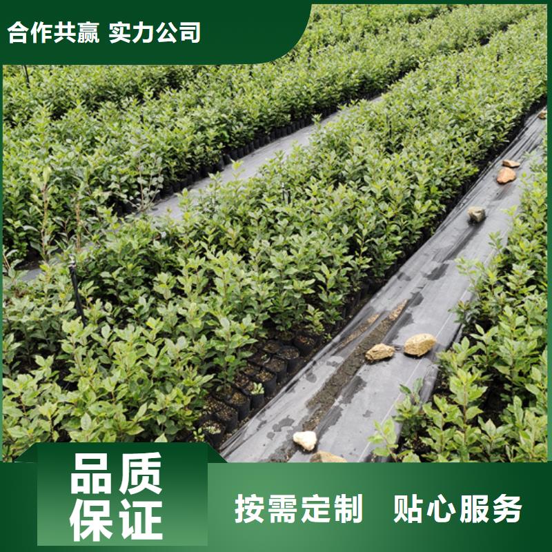 轩园梨树苗【 北美冬青_苹果苗价格透明】企业旺旺