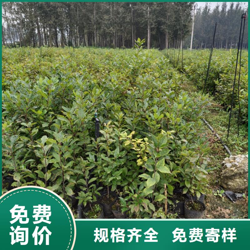 北美冬青西瓜番石榴苗實體誠信經(jīng)營