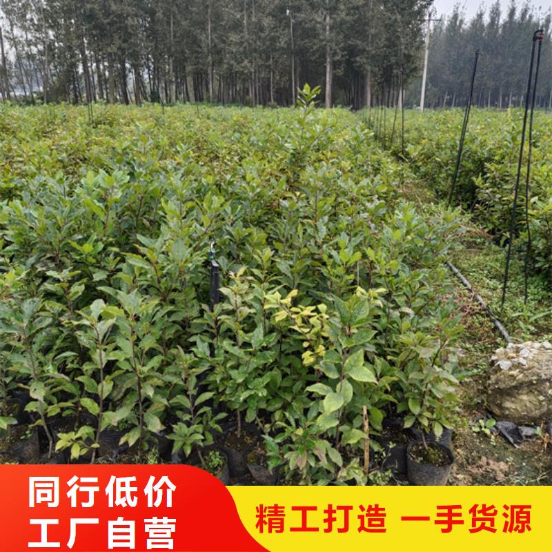 轩园【北美冬青】_苹果苗用心做品质-企业旺旺