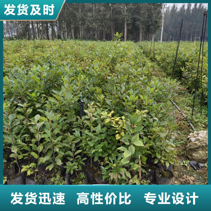 【北美冬青】_苹果苗用心做品质覆盖范围含|古浪|凉州|平凉|临夏|张掖|白银