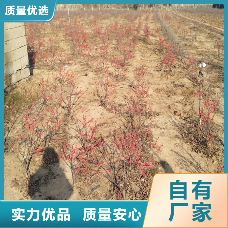 轩园梨树苗【 北美冬青_苹果苗价格透明】企业旺旺