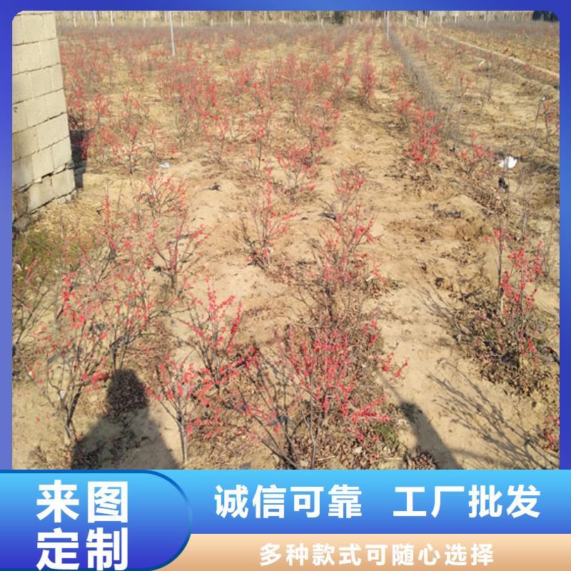 北美冬青西瓜番石榴苗實體誠信經(jīng)營