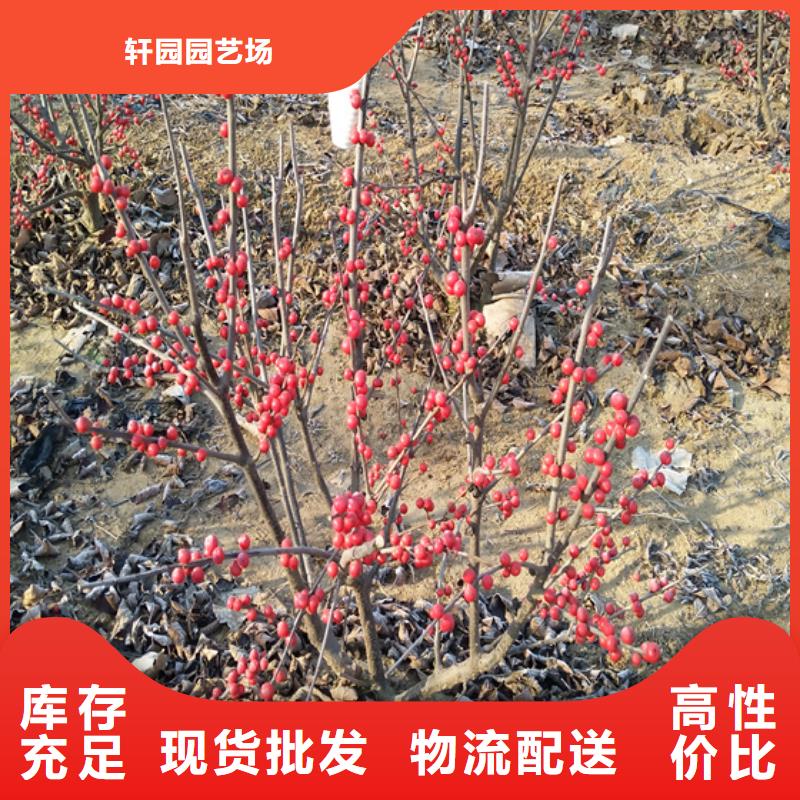 北美冬青,玛瑙红石榴苗极速发货