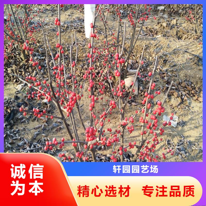 【北美冬青】_苹果苗用心做品质覆盖范围含|古浪|凉州|平凉|临夏|张掖|白银