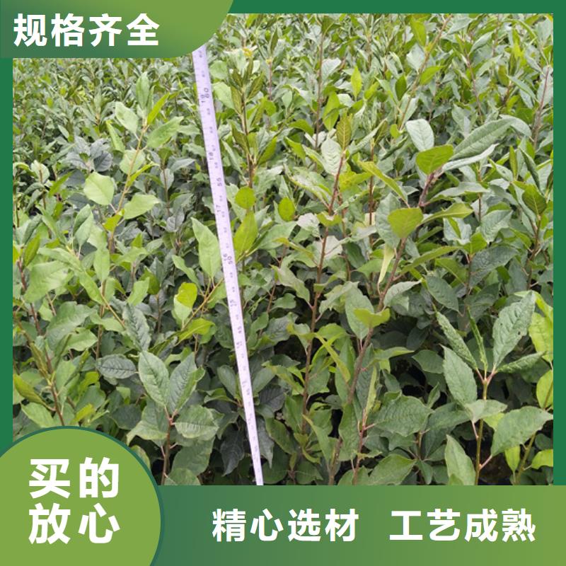 北美冬青樱桃苗真诚合作