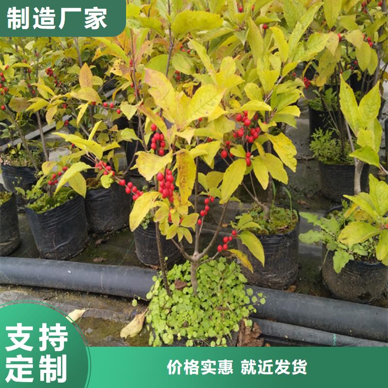 【 北美冬青_苹果苗价格透明】