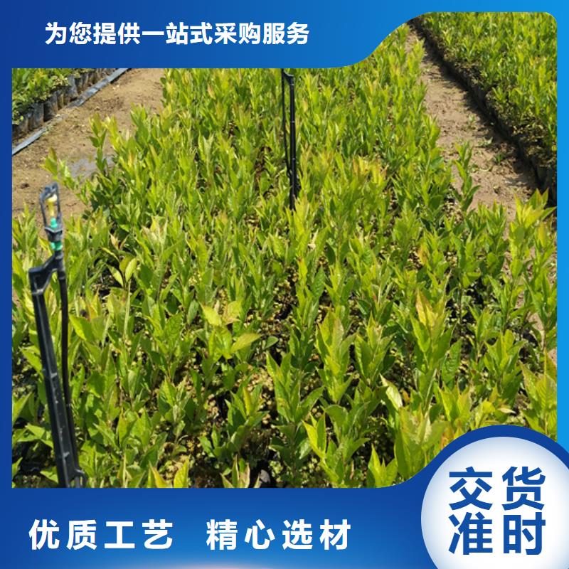 北美冬青_櫻桃苗廠家實力大