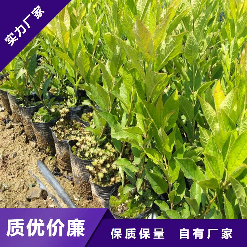 【北美冬青】樱桃苗来图定制量大从优