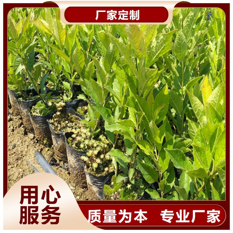 北美冬青_蓝莓苗实力商家供货稳定