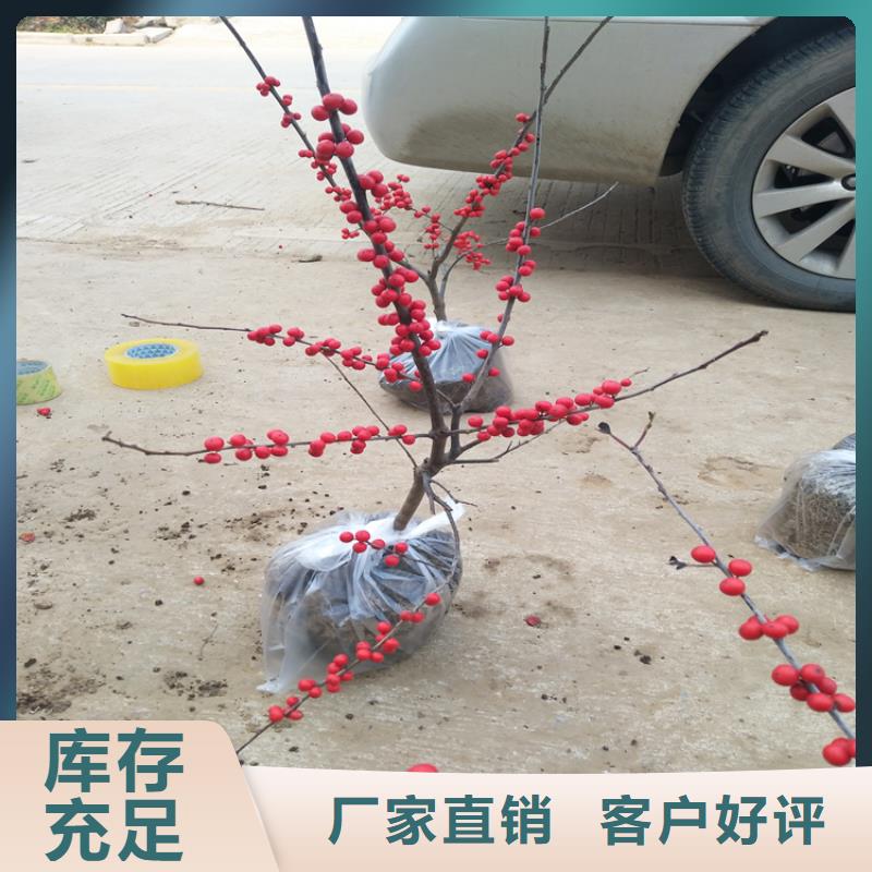 【 北美冬青_苹果苗价格透明】