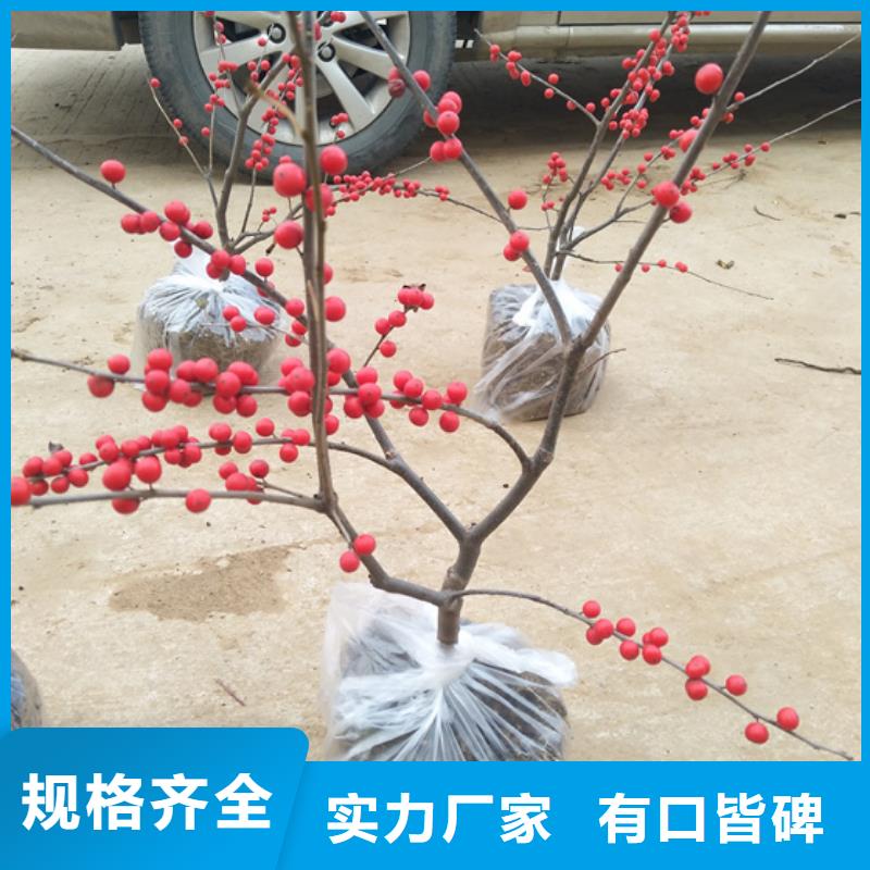 【北美冬青】_樱桃苗值得信赖种类齐全