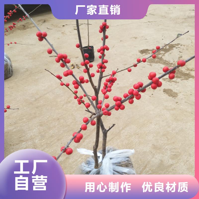 北美冬青_櫻桃苗廠家實力大