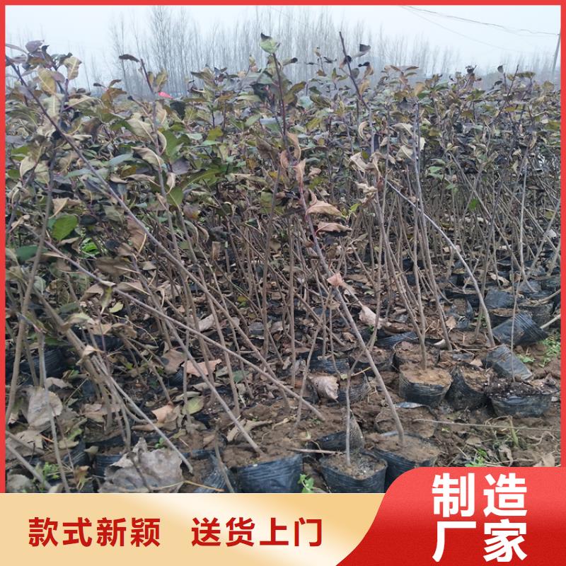 北美冬青_櫻桃苗廠家實力大