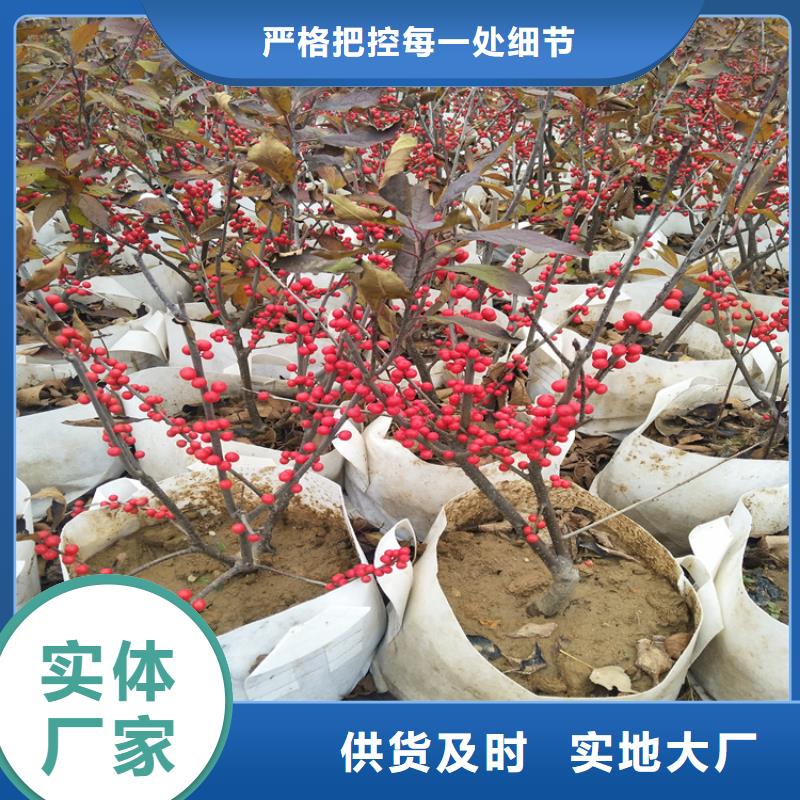 梨树苗-视频-梨树苗_广东省河源市轩园园艺场(河源市分公司)