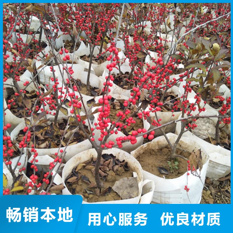 北美冬青_蓝莓苗实力商家供货稳定