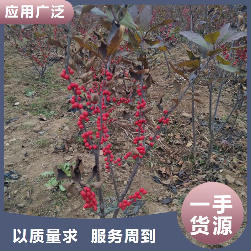 轩园梨树苗【 北美冬青_苹果苗价格透明】企业旺旺