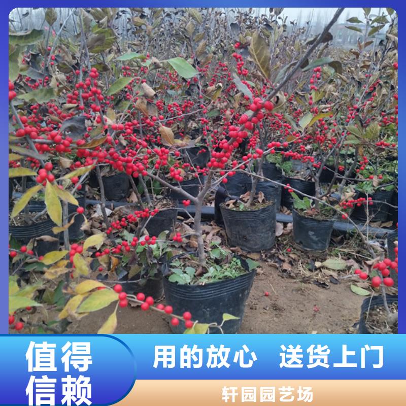 北美冬青_樱桃苗批发供应