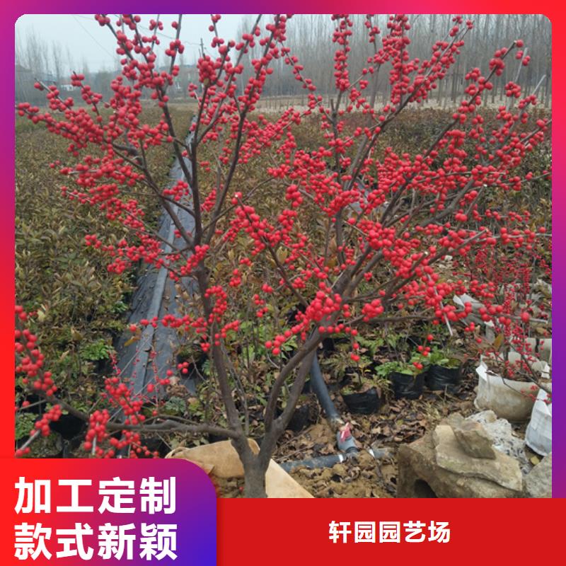 北美冬青西瓜番石榴苗實體誠信經(jīng)營