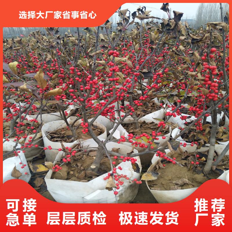 北美冬青_樱桃苗厂家实力大