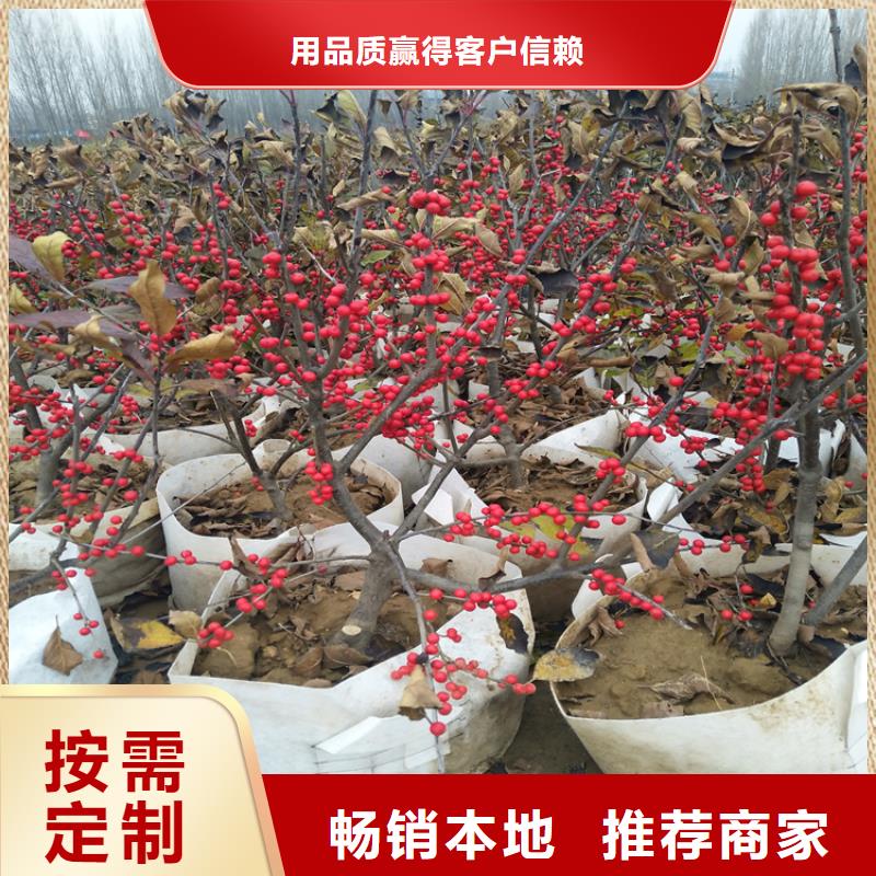 【北美冬青】_苹果苗用心做品质覆盖范围含|古浪|凉州|平凉|临夏|张掖|白银