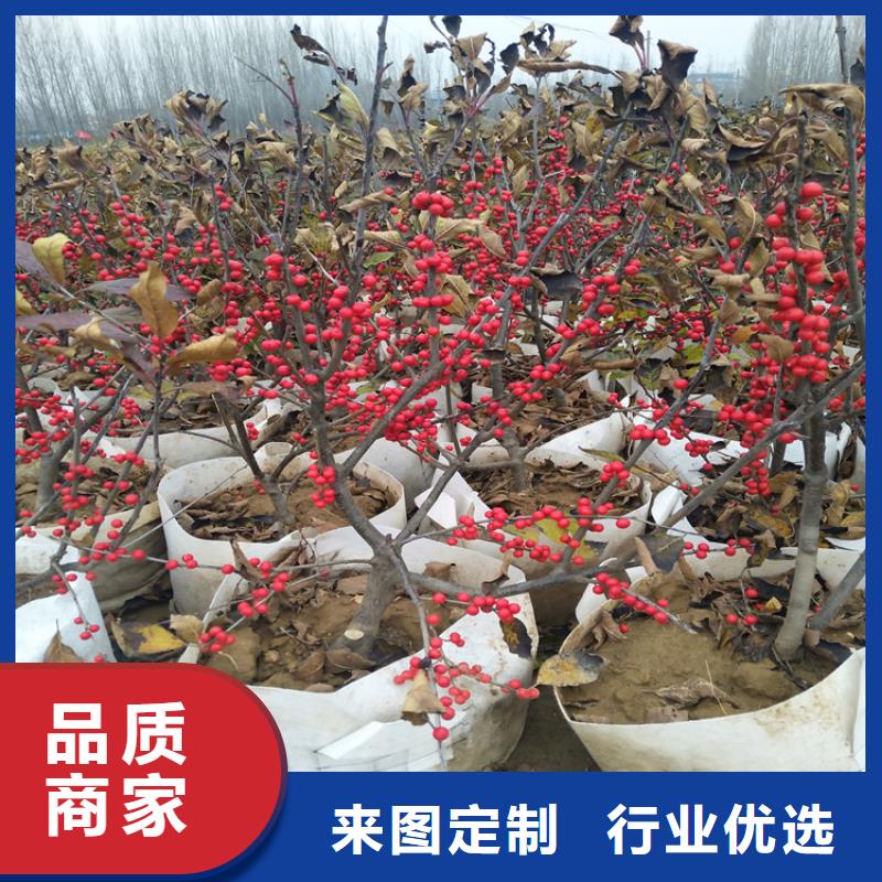 轩园梨树苗【 北美冬青_苹果苗价格透明】企业旺旺