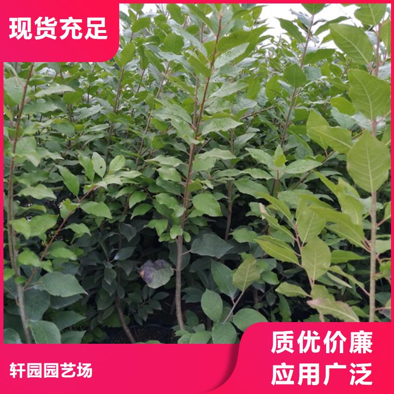 轩园梨树苗【 北美冬青_苹果苗价格透明】企业旺旺